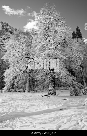 Arbres couverts de neige et de feuilles dans le Parc National de Yosemite Banque D'Images