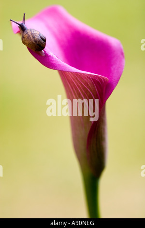 Calla Lily avec escargot Banque D'Images