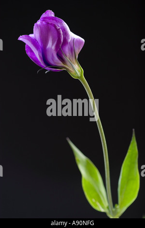 - Lisianthus Eustoma Banque D'Images