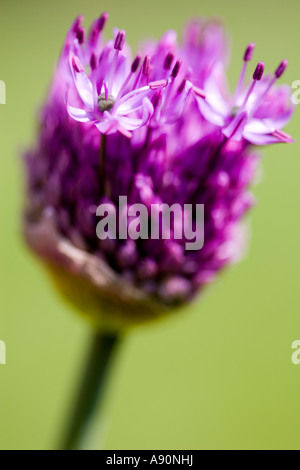 Bourgeon d’Allium Banque D'Images