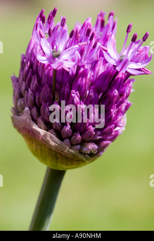 Bourgeon d’Allium Banque D'Images