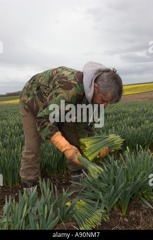 La jonquille, la cueillette commerciale picker et la récolte d'algues de la jonquille au Scottish Farm, Montrose Basin, Aberdeenshire, UK Banque D'Images