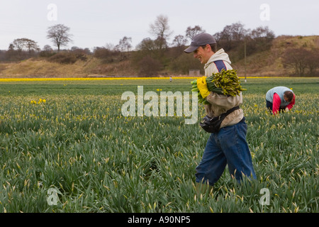 La jonquille, la cueillette commerciale picker et la récolte d'algues de la jonquille au Scottish Farm, Montrose Basin, dans l'Aberdeenshire. Banque D'Images