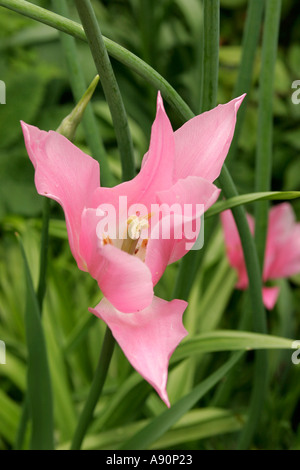 Angleterre Somerset Glastonbury Chalice Well tulip dans le Chakra de la Border Banque D'Images