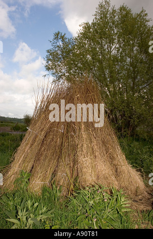 Somerset Somerset Angleterre Wick pile de willow withies en bord de champ Banque D'Images