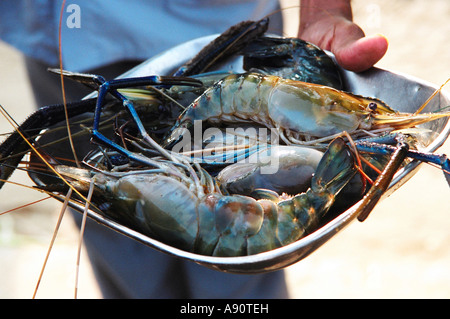 Jumbo King Tiger indien frais crevettes en vente sur le côté de la Kerala Inde back Waters Banque D'Images