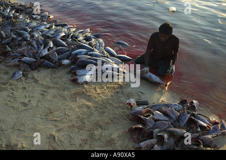 Maldives un pêcheur de thon coupe la tête sur la plage au coucher du soleil Banque D'Images