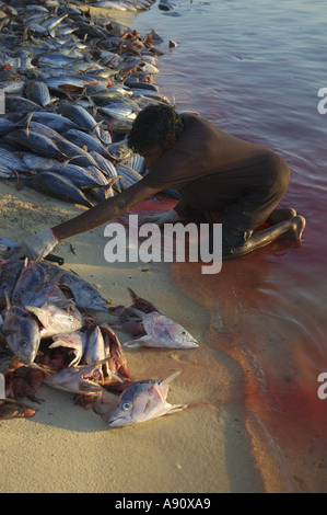 Maldives un pêcheur de thon coupe la tête sur la plage au coucher du soleil Banque D'Images