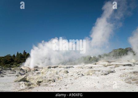 Pohutu et Prince de Galles au Te Whafarewarewa jaillissant de geysers, Nouvelle-Zélande Banque D'Images