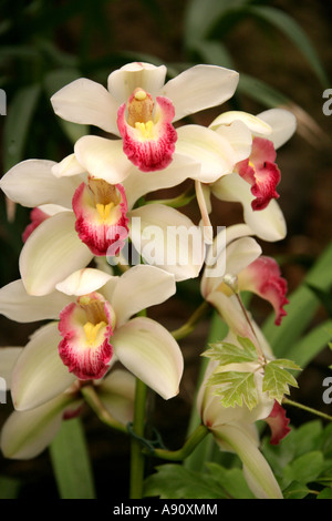 Fleur orchidée Cattleya, hybride, Orchidaceae Banque D'Images