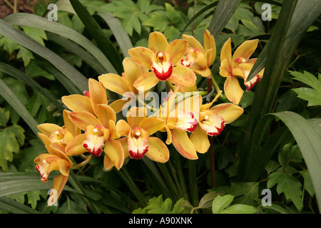 Fleur d'orchidée ornementale, Orchid Cymbidium Hybrid, Orchidaceae. Asie. Banque D'Images