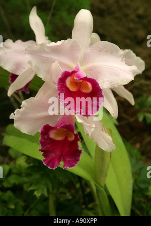 La reine des orchidées hybrides de Cattleya Banque D'Images