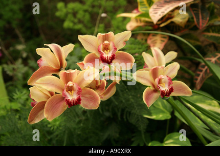 Fleur d'orchidée ornementale, Orchid Cymbidium Hybrid, Orchidaceae. Asie. Banque D'Images