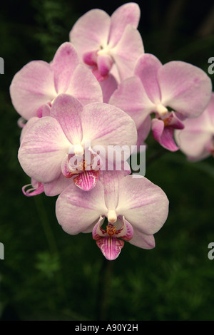 Orchidée, fleur, Phalaenopsis, Orchidaceae hybride Banque D'Images