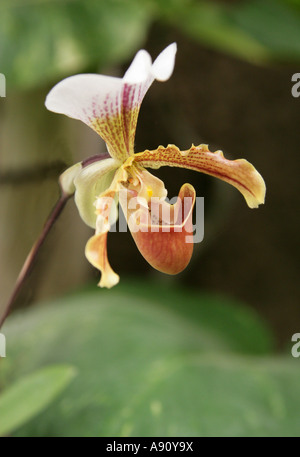 Ladys jaune orchidées Paphiopedilum Slipper sp Banque D'Images