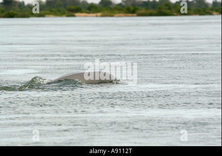 L'Asie, Cambodge, dauphin de l'Irrawaddy (Orcaella brevirostris) émerge dans le fleuve du Mékong Banque D'Images