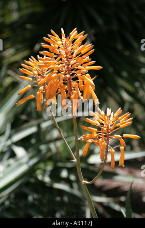 Aloe Aloe striata, corail, Asphodelaceae, Afrique du Sud. Banque D'Images