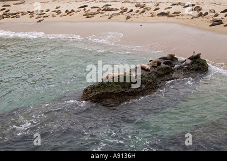 Les Lions de mer et phoques La Jolla beach, San Diego, Californie, USA. Banque D'Images