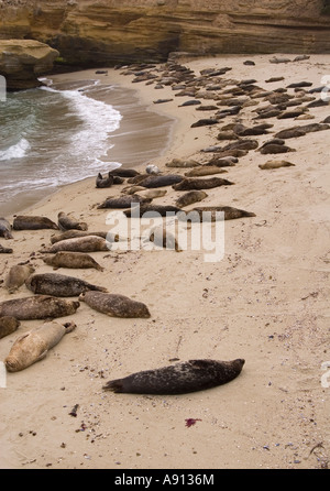 Les Lions de mer et phoques La Jolla beach, San Diego, Californie, USA. Banque D'Images