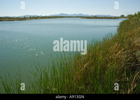 Colorado river, Cibola faunique national, près de Palo Verde, le sud de la Californie, USA Banque D'Images