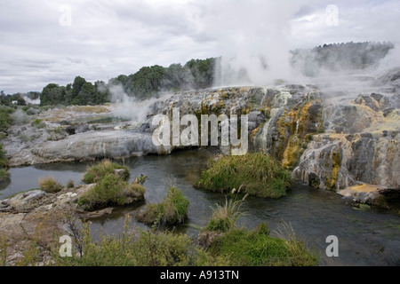 Prince de Galles Geyser Plumes Réserve Thermale Whakarewarewatanga Te Puia Rotorua Nouvelle Zélande vallée thermique Banque D'Images