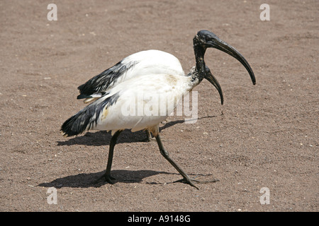 Ibis sacré Threskiornis aethiopicus Threskiornithidae, Banque D'Images