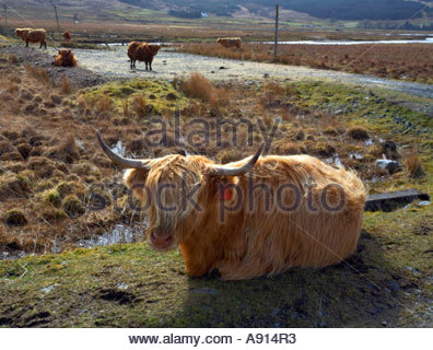 Une vache Highland Banque D'Images