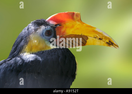 Calao de Sunda, Aceros corrugatus Banque D'Images