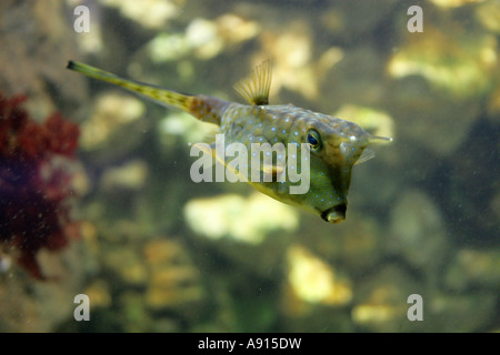 Longhorn Lactoria cornuta, Cowfish Ostraciidae, Banque D'Images