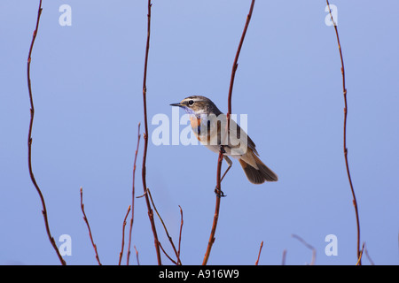 Gorgebleue à miroir Luscinia svecica Banque D'Images