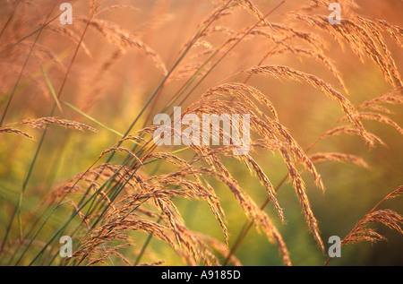 L'herbe des Indiens sur une prairie en Illinois Banque D'Images