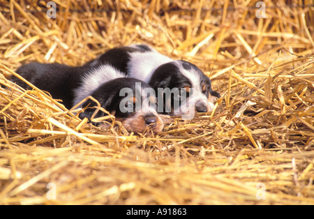 Couchage chiots Beagle Banque D'Images