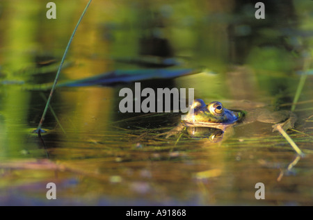 Bull Frog et reflets verts à Volo Bog State Natural Area Florida Banque D'Images