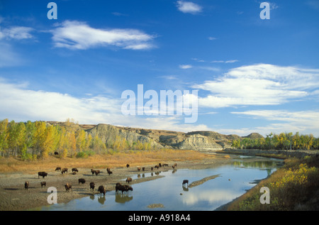 Bison américain le long de la petite rivière Missouri, dans le Parc National Theodore Roosevelt Dakota du Nord Banque D'Images