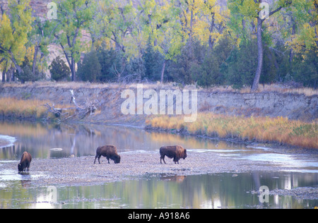 Bison américain le long de la petite rivière Missouri, dans le Parc National Theodore Roosevelt Dakota du Nord Banque D'Images