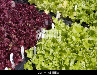 Les jeunes Lollo Rossa et Suzan laitues cultivées pour la vente au garden centre Wales UK Banque D'Images