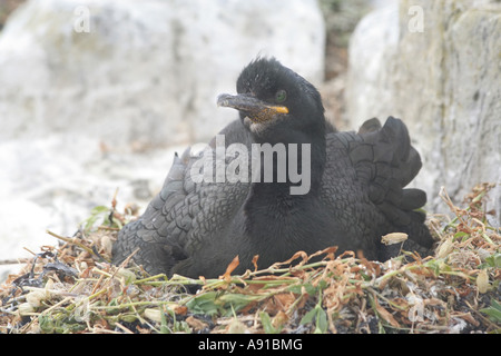 Une Shag seabird assis sur elle s nest. C'est un oiseau noir qui niche sur une falaise rocheuse. Banque D'Images