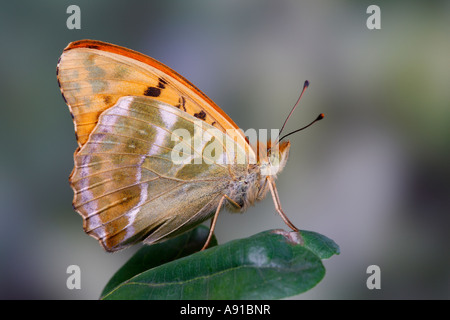 Silver-lavé fritillary (Argynnis paphia) assis sur les ailes avec feuille de chêne fermé et hors foyer nice lits potton d'arrière-plan Banque D'Images