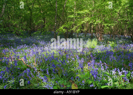 Jacinthes des bois, dans un soleil pommelé est venue à travers la canopée d'allumer la Belle fleurs bleues sur le plancher de bois Banque D'Images