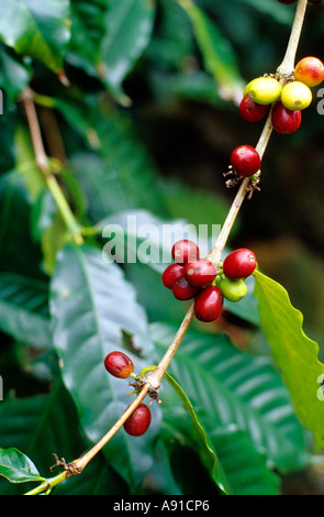 Les grains de café sur la plante sur l'île de Kauai, Hawaii. Banque D'Images