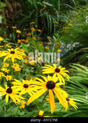 Certaines fleurs jaune vif et de verdure avec un petit ruisseau à l'arrière-plan Banque D'Images