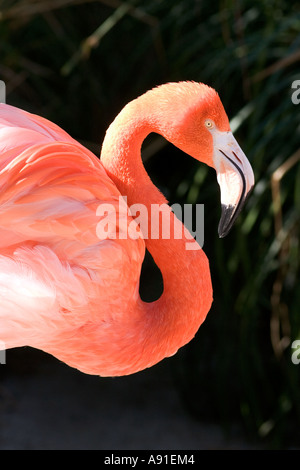 Flamingo au Zoo de San Diego à San Diego, Californie. Banque D'Images