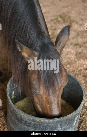 Cheval brun à partir d'un seau d'alimentation Banque D'Images