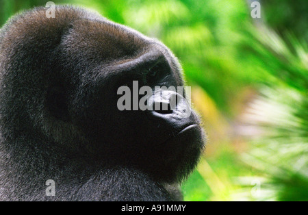 Close-up Portrait of a Gorilla's face Banque D'Images