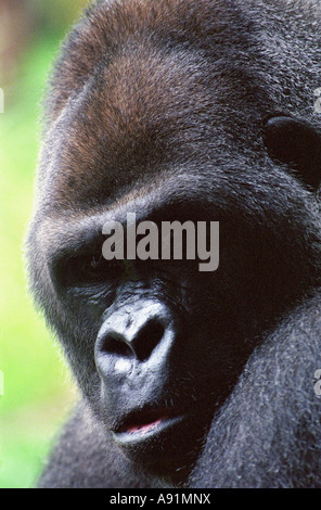 Close-up Portrait of a Gorilla's face Banque D'Images