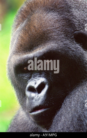 Close-up Portrait of a Gorilla's face Banque D'Images