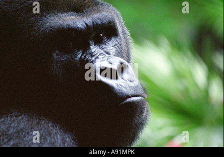 Close-up Portrait of a Gorilla's face Banque D'Images