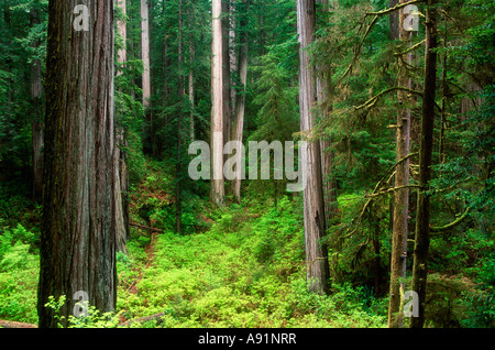 Jedediah Smith Redwoods State Park, Californie, États-Unis. Banque D'Images