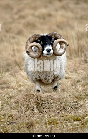 Ram des Highlands, Ecosse, Royaume-Uni Banque D'Images