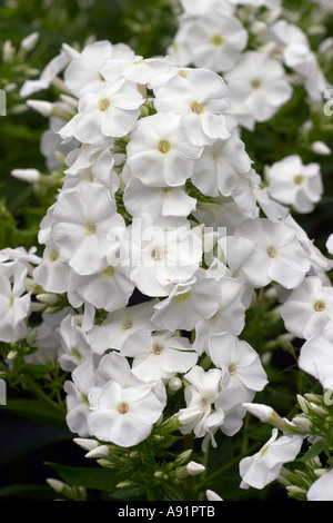 Phlox paniculata Snow Hare Banque D'Images